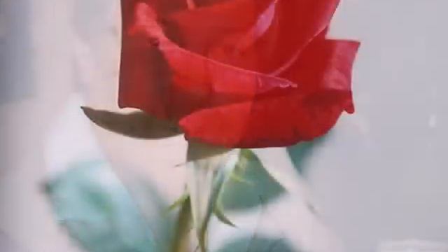 grad damen ongelijke strijd смотреть онлайн