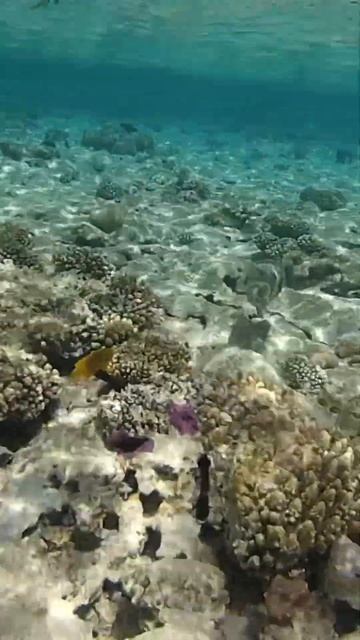 Egypt. Snorkelling With Fish In The Red Sea At Sharm-El-Sheikh.А теперь за рыбами!Рифы Красного мор