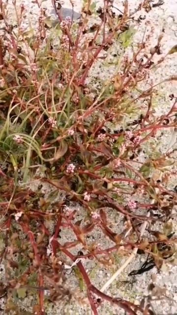 Renouée Persicaire (Persicaria Maculosa). Presqu'île De Rhuys, Morbihan. Botarmor.fr