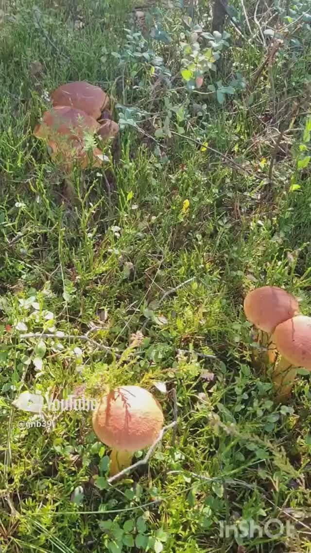 Утро ГРИБНИКА, грибы со всех сторон 🔥 #shorts #лес #природа #приключения смотреть онлайн