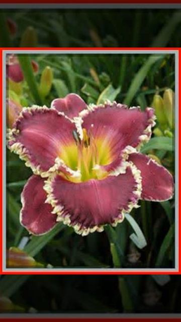 Liliowiec ogrodowy Bettylen 6487 смотреть онлайн