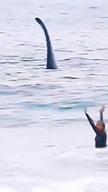 Gigantic Whale flirting With a Lady #shorts #short смотреть онлайн