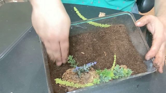 #tarantula # c.fimbriatus смотреть онлайн