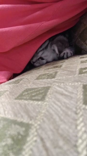 Протискивается