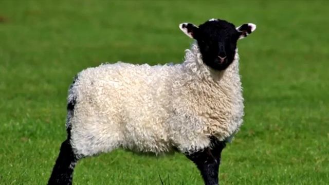 Символ овца. Пасхальная овечка. Во сне и наяву. Что приносит. смотреть онлайн