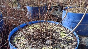 Весенняя обрезка голубики