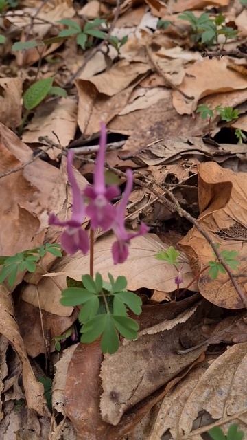 Хохлатка! смотреть онлайн