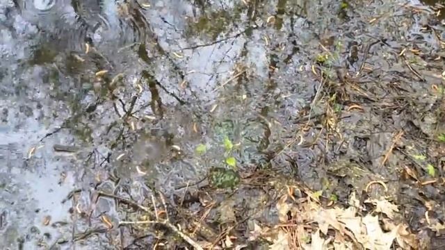 Fifteen Minutes in the Forest: Bottomland Hardwoods смотреть онлайн