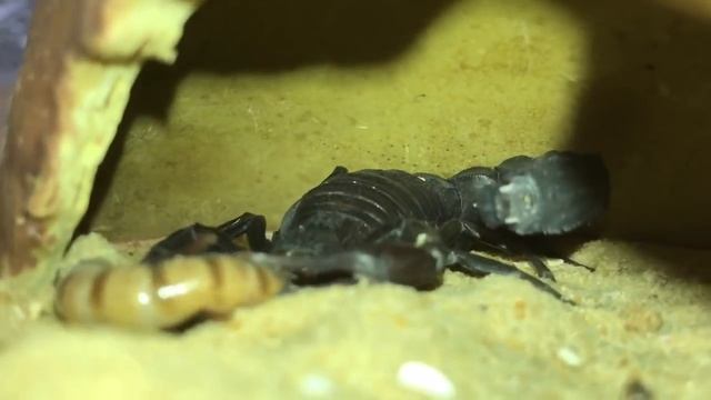 Feeding Some HOT Scorpions смотреть онлайн