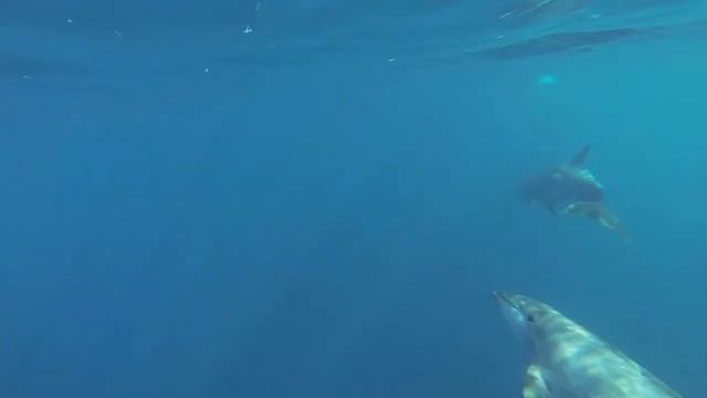 Chasing Dolphins - Monte Livingston & Brenna Standlee San Clemente смотреть онлайн