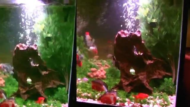My Goldfish Aquarium .. حوضي لاسماك القولد فيش смотреть онлайн