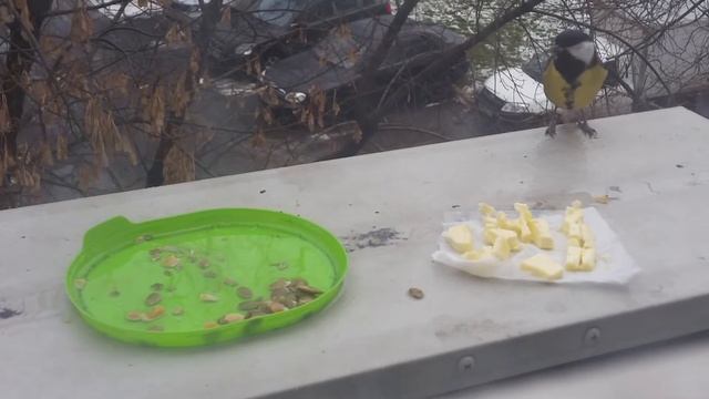 4 синицы смотреть онлайн