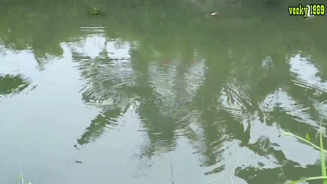 Gak nyangka kali kecil ini penuh dengan ikan nila смотреть онлайн