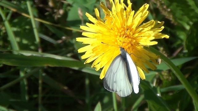 Green-veined White ( Pieris Napi )