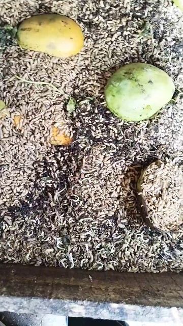 maggot bsf pakan ternak#maggotbsf смотреть онлайн