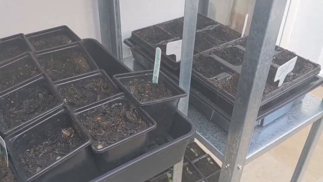 Greenhouse Tour | April 2021 UK | Using A Conservatory As A Greenhouse