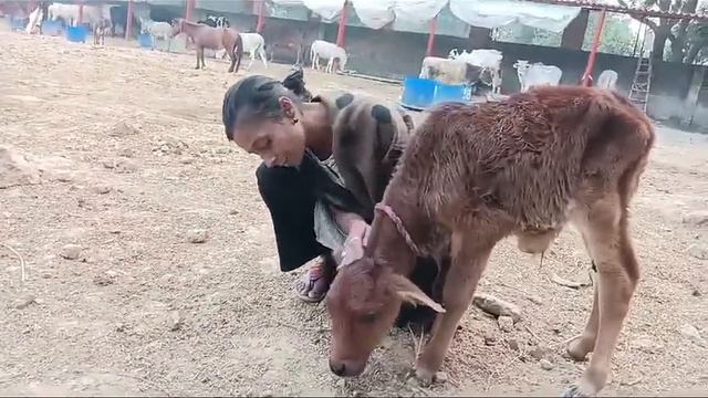 "Unbelievable Calf Rescue: Baby Cow of Sick Mom talks with Amazing Dog Mother at SMART Sanctuary! 💕 смотреть онлайн