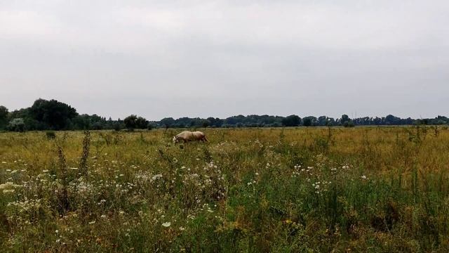 VLOG: Испугались лошадь 27.07.2020 смотреть онлайн