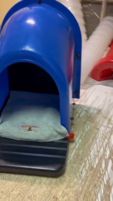 Домик для домашних животных Ptipol смотреть онлайн