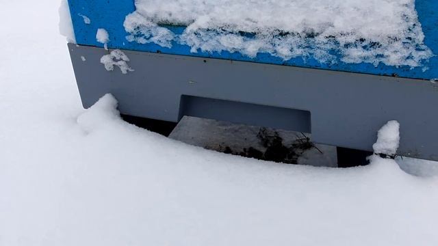 ЗИМОВКА ПЧЕЛ ПОД ОТКРЫТЫМ НЕБОМ В УЛЬЯХ ИЗ ППС LYSON. ПЧЕЛА КАРНИКА ТРОЙЗЕК 1075. ЛЕСНАЯ ПАСЕКА. смотреть онлайн