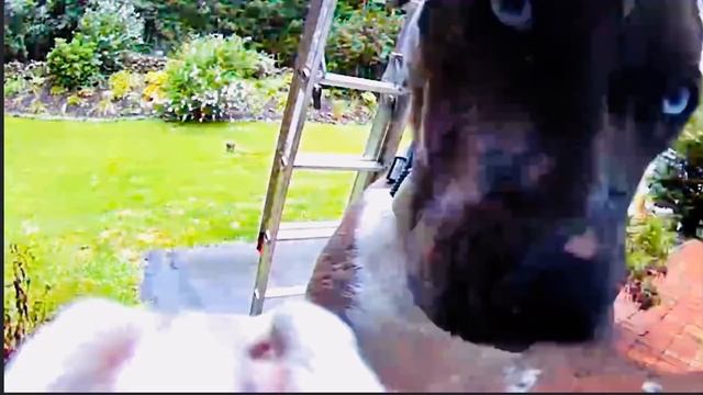 Dog Smarter Than Technology  Eliminates Evidence