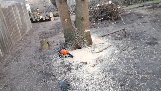 Срез ясеня смотреть онлайн