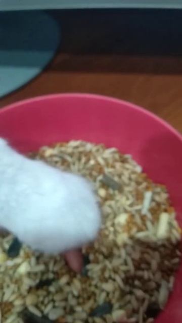 Хомяк нашёл новый дом