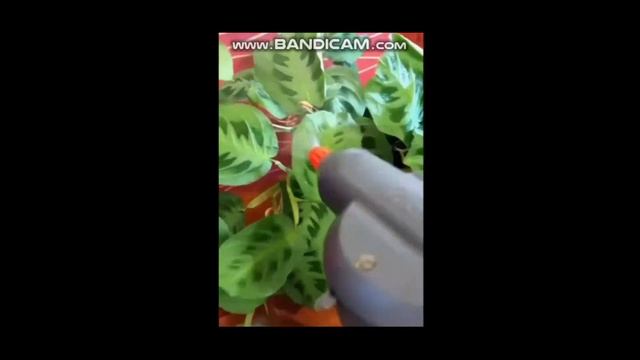 Сажаем цветы смотреть онлайн