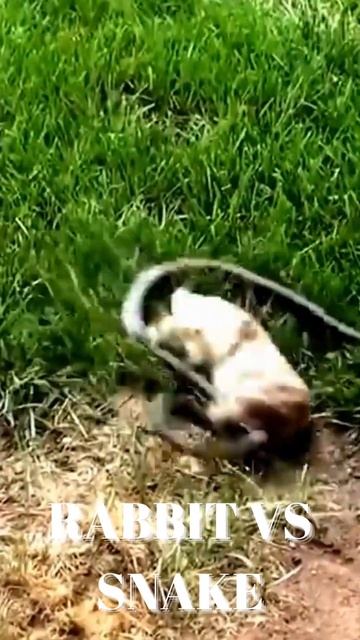 AMAZING FIGHT BETWEEN SNAKE AND RABBIT | SNAKE VS RABBIT | RABBIT HUNTING SNAKE | WATCH TIL THE END смотреть онлайн