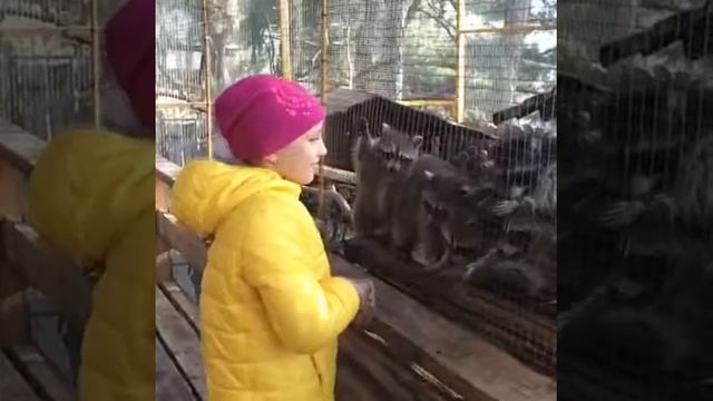Милые еноты хотят съесть мой палец.. смотреть онлайн