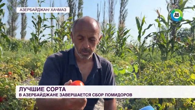 Как вырастить и выбрать спелые и вкусные помидоры?