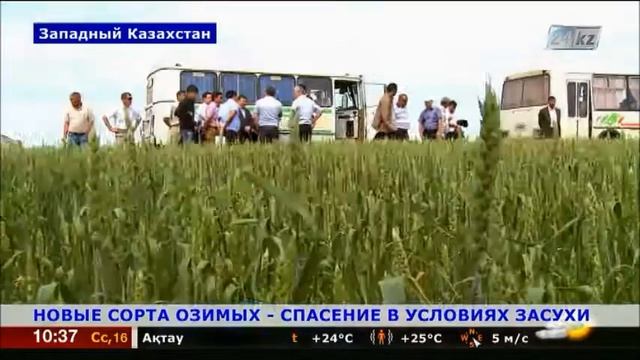 Новые сорта озимых - спасение в условиях засухи