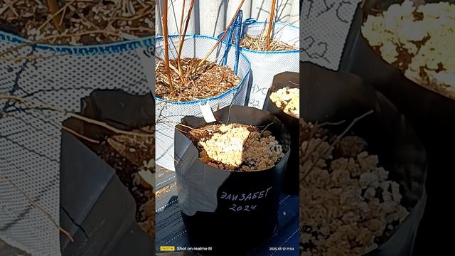 мульча для пересаженной голубики