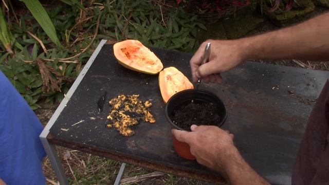 Growing GIANT Hawaiian Papaya Trees from Seeds in Florida