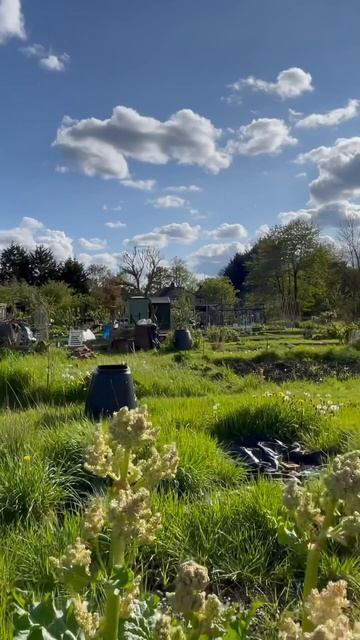 Sunny Days: Rhubarb Revelations at Barry's Allotment 🌱☀️ смотреть онлайн