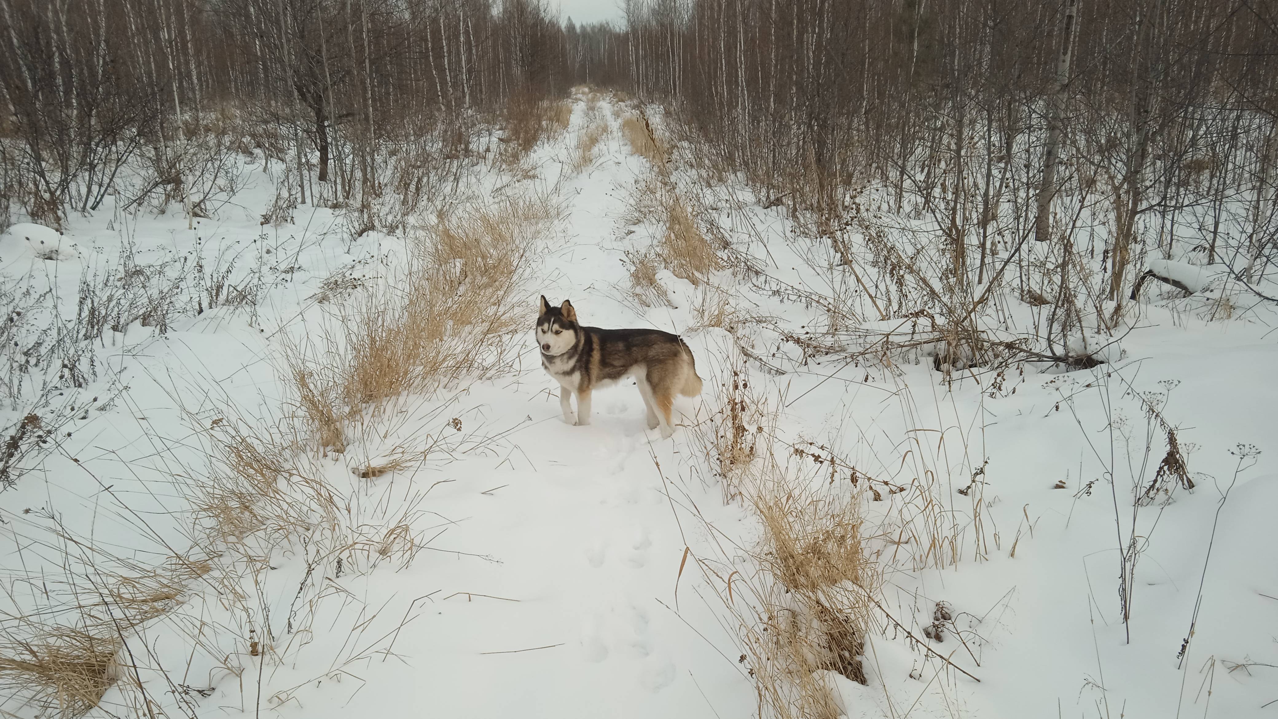 Прогулка с собакой по новому месту в нашем лесу
