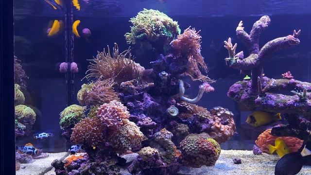 Ep .18 - New Rock By AquaRocks (Red Sea Peninsula 650) смотреть онлайн