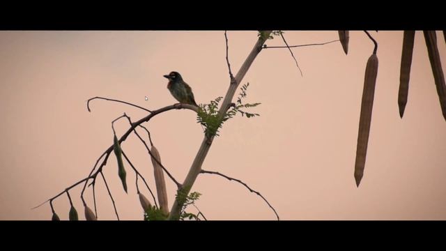 How to get anamorphic look in adobe premiere pro using sequence settings смотреть онлайн