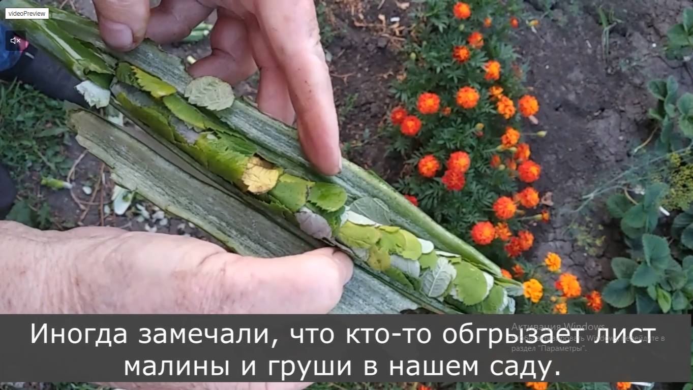 Чудо природы