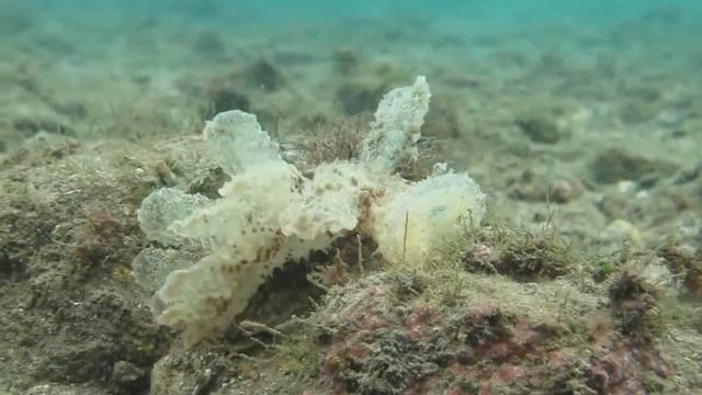 melibe rimasto a bocca aperta смотреть онлайн