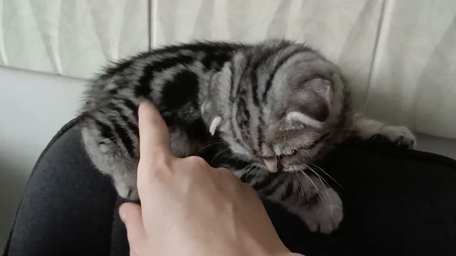 Попугаится на стуле