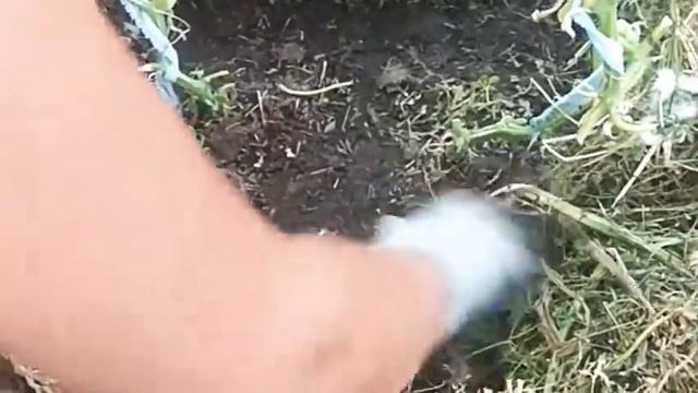 Тепличные секреты - огурцы. смотреть онлайн