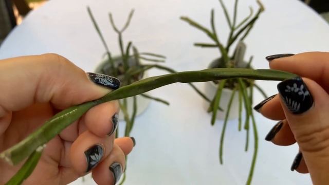 Rhipsalis trigona смотреть онлайн