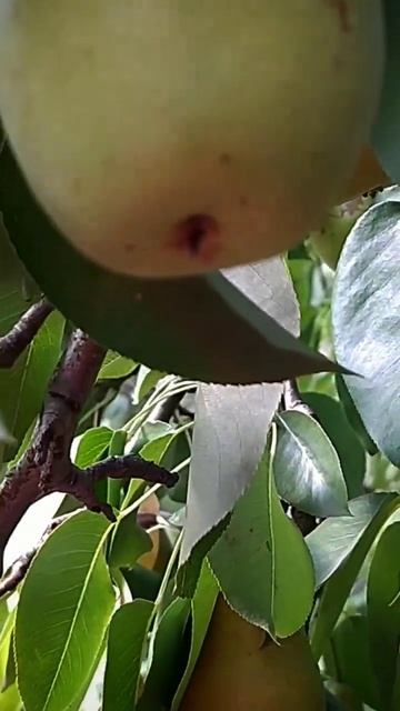 #груша #сад #садоводство #садовод #урожай смотреть онлайн