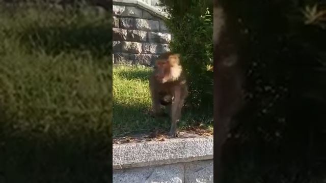 Из Сухумского обезьяньего питомника сбежала обезьяна со своим маленьким чадом 24 05 2021 смотреть онлайн