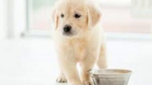 Подарок к 8 марта. Стихи детям.