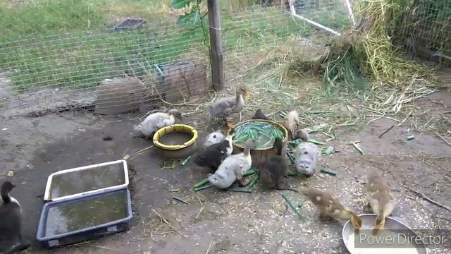 Утята пасутся. Вечерний полив огорода. смотреть онлайн