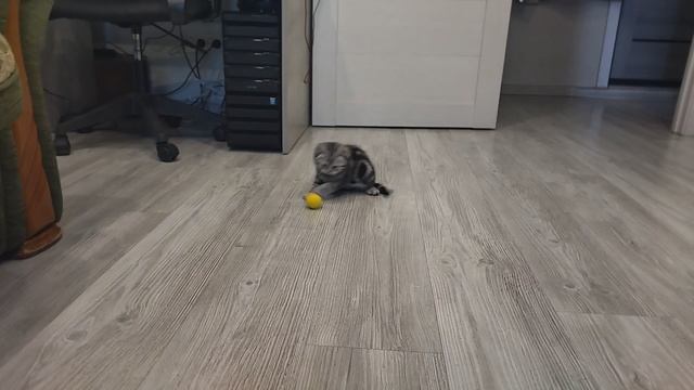 Знакомство с первой игрушкой