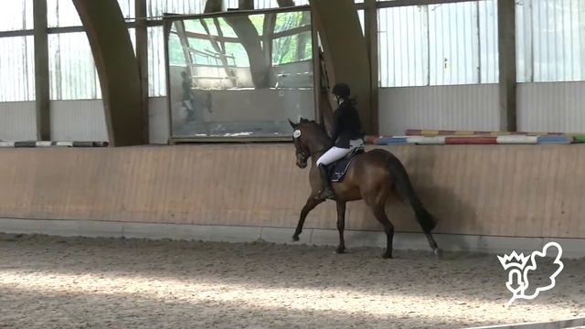 143 KDR-Stute Soel'rings Colour me in von Ruffian Reef xx - Mangold N - Sando Paso N смотреть онлайн