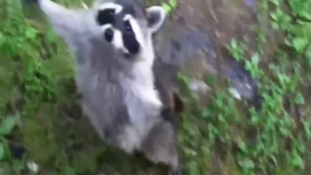 Самый милый енот :з